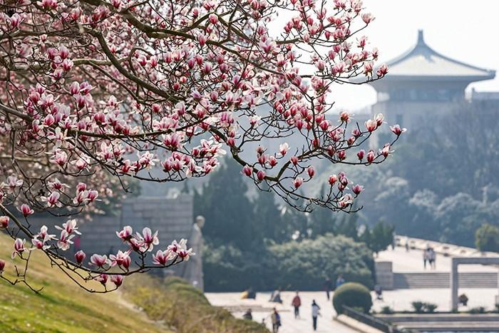 赏花正当时 打卡多地看秀丽春光